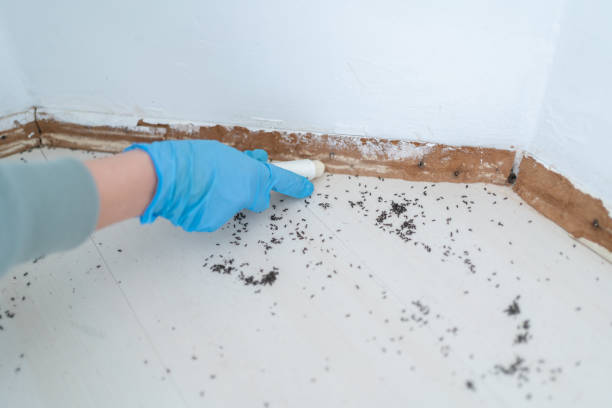 Trusted Orange City, IA Pest Control Experts